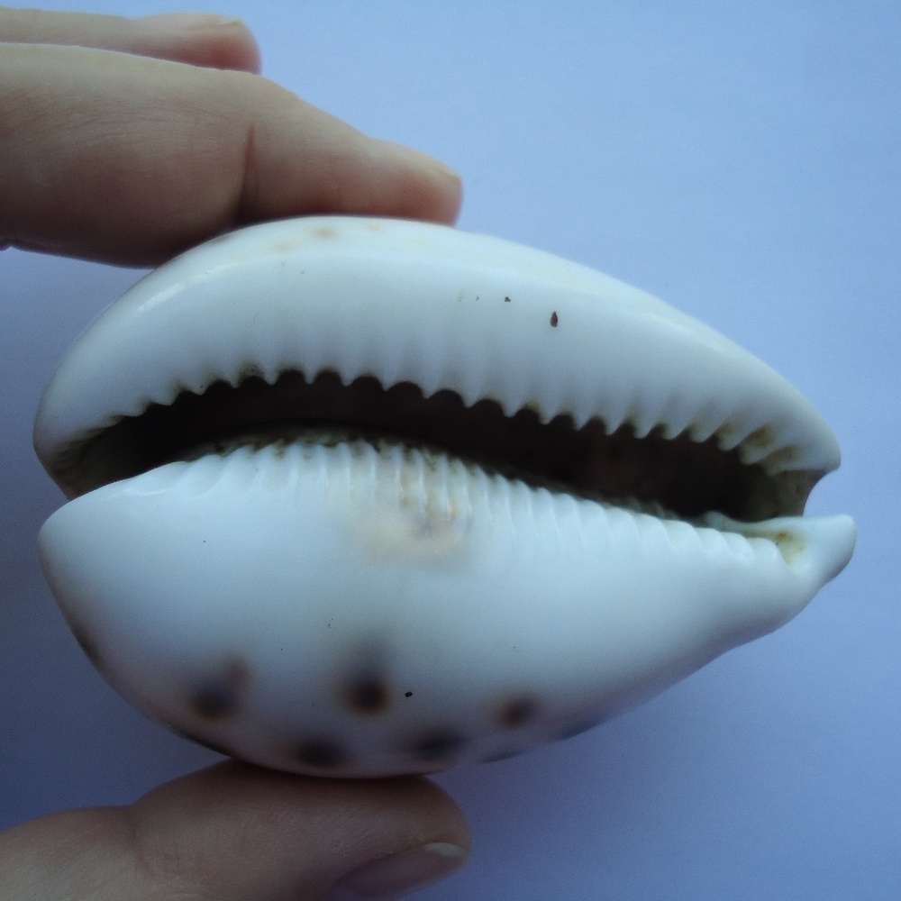 Vintage 3" Carved Natural Shell Seashell Christian Religious Lord’s Prayer - Picture 9 of 9